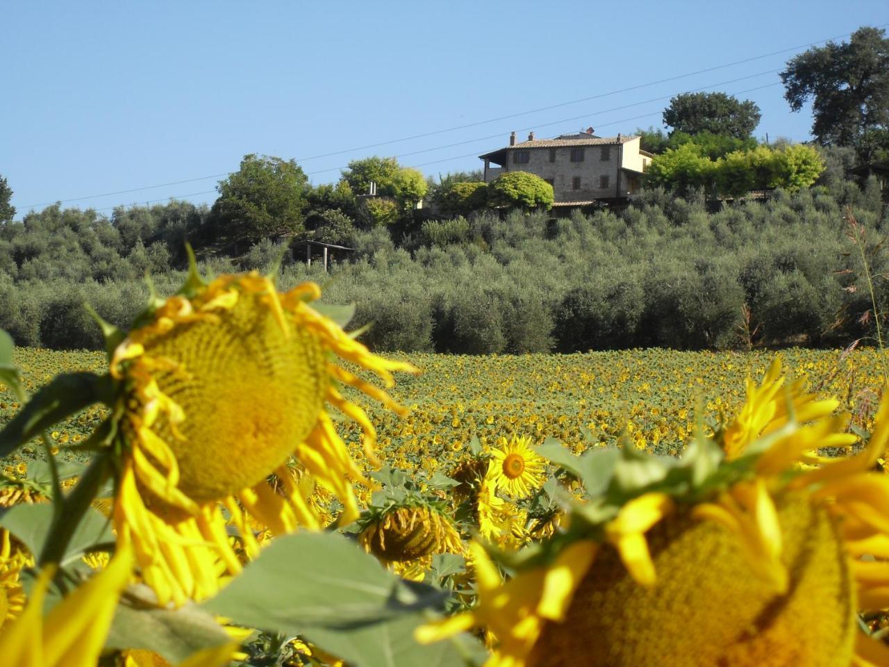 Agriturismo Oliveto Di Geltrude Contessa Apartment Amelia Exterior photo